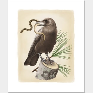 Leucistic Crow Posters and Art